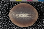 PE 31473 a-n