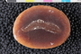 PE 33437 b-p