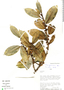 Ficus americana subsp. guianensis (Desv.) C. C. Berg, Peru, D. N. Smith 1488, F