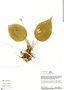 Monolena primuliflora Hook. f., Peru, R. B. Foster 9200, F