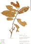 Iryanthera juruensis Warb., Peru, D. N. Smith 1954, F