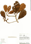 Buchenavia cf. tomentosa Eichler, Peru, R. B. Foster 8780, F