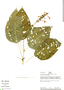 Streblacanthus cordatus Lindau, Peru, R. B. Foster 8787, F