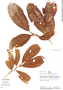 Casearia fasciculata (Ruíz & Pav.) Sleumer, Peru, R. B. Foster 8791, F