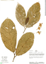 Quararibea cf. wittii K. Schum. & Ulbr., Peru, R. B. Foster 9343, F