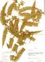 Dicranopteris pectinata (Willd.) Underw., Peru, D. N. Smith 1472, F