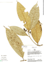 Endlicheria robusta (A. C. Sm.) Kosterm., Peru, R. B. Foster 8925, F