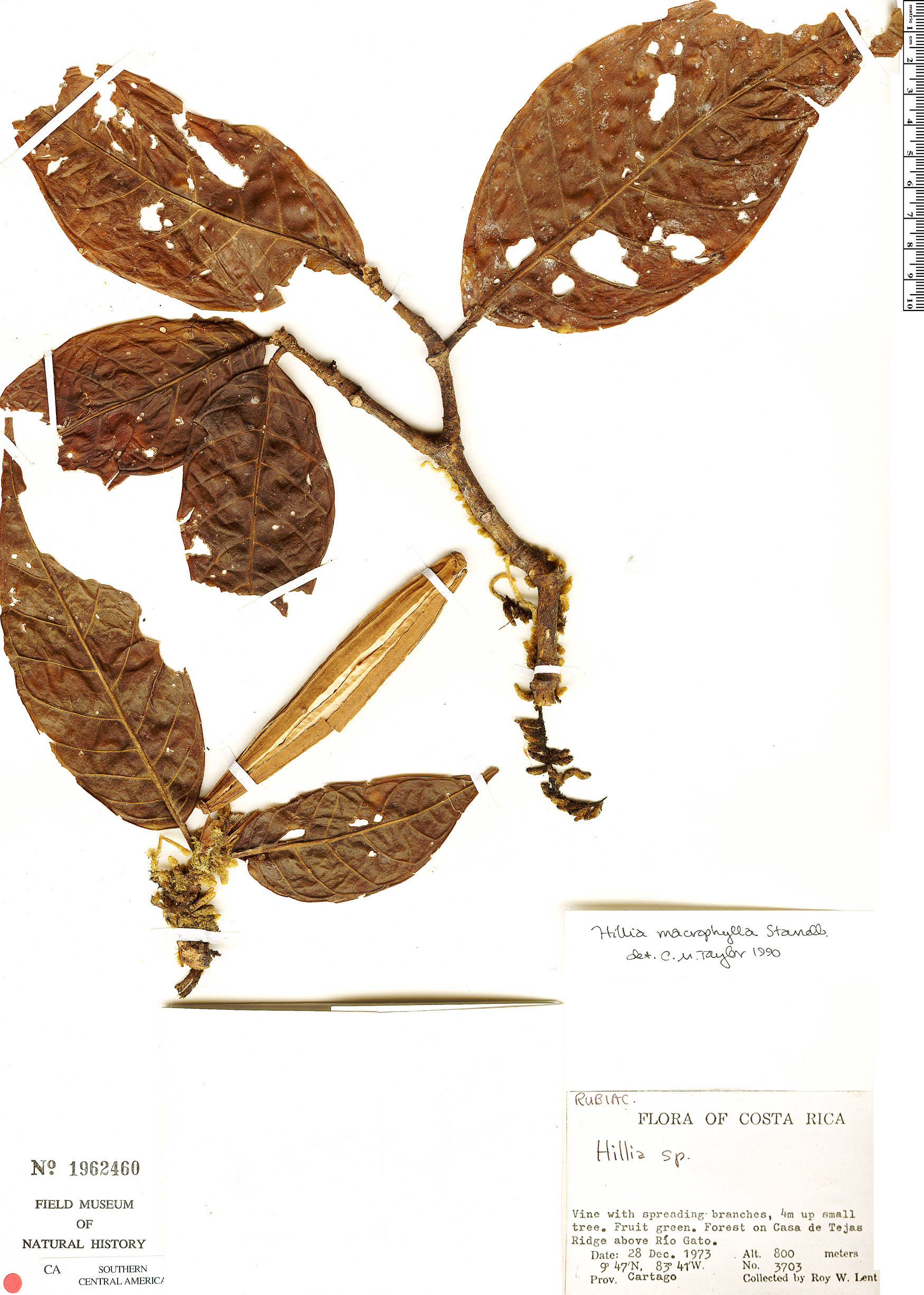 Hillia macrophylla image