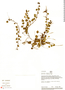 Peperomia serpens (Sw.) Loudon, Peru, R. B. Foster 8896, F