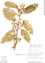 Styrax cordatus (Ruíz & Pav.) A. DC., Peru, D. N. Smith 7828, F