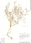 Schkuhria pinnata (Lam.) Kuntze ex Thell., Peru, T. B. Croat 58388, F