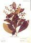 Pleurothyrium cuneifolium Nees, Peru, G. Klug 3116, F