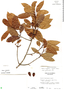 Pouteria amygdalina (Standl.) Baehni, Guatemala, C. L. Lundell 20831, F
