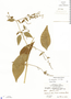 Dicliptera sexangularis (L.) Juss., Belize, P. H. Gentle 7882, F