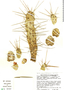 Opuntia subulata, C. Franquemont 317, F