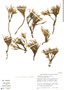 Ephedra rupestris Benth., C. Franquemont 305, F