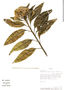 Baccharis latifolia (Ruíz & Pav.) Pers., Bolivia, J. C. Solomon 12351, F