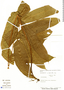 Thelypteris macrophylla (Kunze) C. V. Morton, Peru, T. B. Croat 19735, F