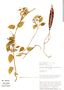 Cynanchum formosum N. E. Br., Peru, W. D. Stevens 22100, F