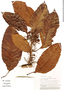 Doliocarpus aff. novogranatensis Kubitzki, Peru, P. J. Barbour 5757, F