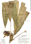 Asplundia multistaminata, Costa Rica, M. H. Grayum 2721, F