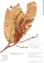 Pleurothyrium poeppigii Nees, Ecuador, D. A. Neill 6555, F