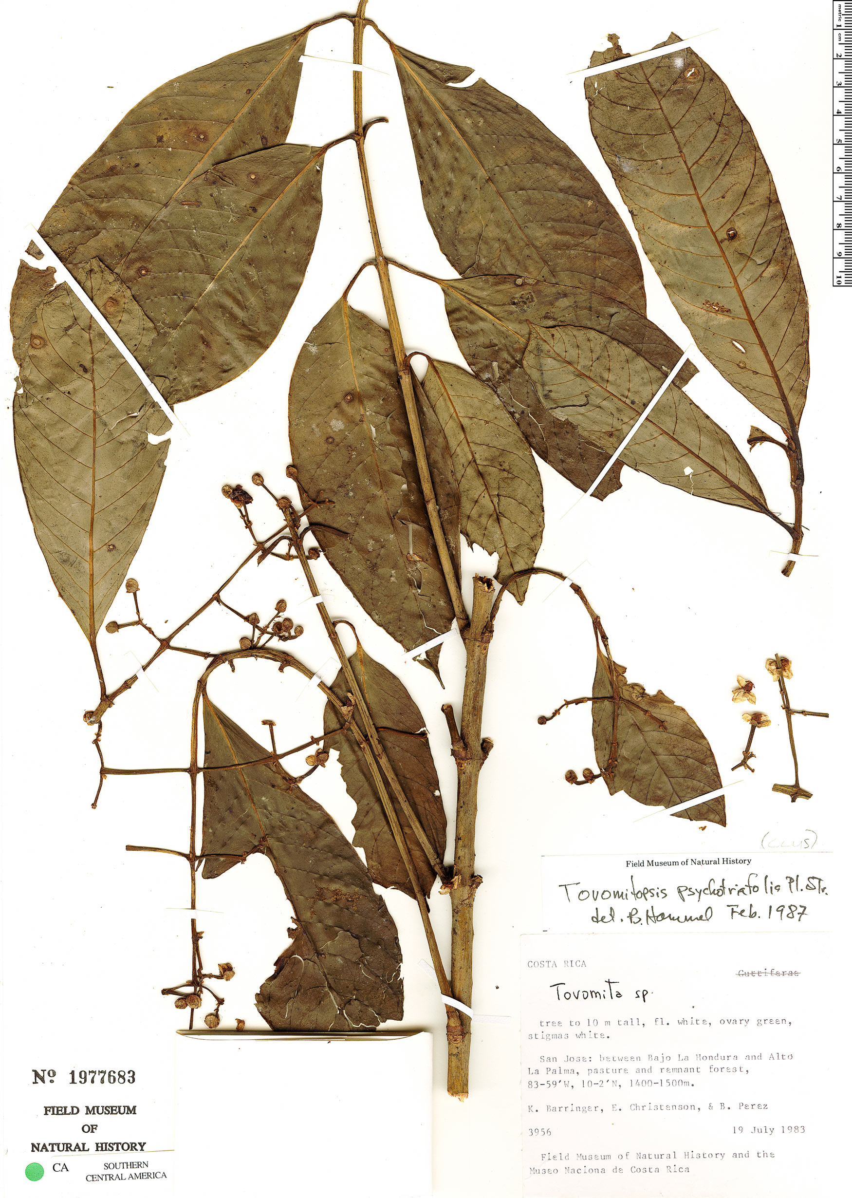 Chrysochlamys psychotriifolia image