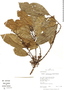 Sloanea guianensis Benth., Peru, R. B. Foster 11305, F