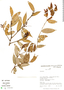 Cavendishia bracteata (Ruíz & Pav. ex J. St.-Hil.) Hoerold, R. B. Foster 12227, F