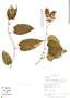 Dioscorea macbrideana R. Knuth, Peru, R. B. Foster 12149, F