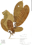 Sorocea pileata, Peru, R. B. Foster 12059, F