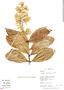 Petrea maynensis Huber, Peru, R. B. Foster 11892, F
