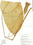 Calathea ulotricha J. F. Macbr., Peru, R. B. Foster 11463, F