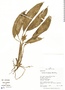 Calathea ursina Standl., Peru, R. B. Foster 11635, F