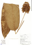 Calathea sophiae Huber, Peru, R. B. Foster 11644, F