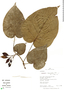 Solanum tenuisetosum (Bitter) Bohs, Peru, R. B. Foster 11575, F