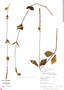 Cyathula prostrata (L.) Blume, Peru, R. B. Foster 11926, F