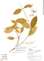 Odontadenia laxiflora (Rusby) Woodson, Peru, R. B. Foster 11786, F