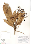 Meliosma frondosa, Peru, K. Young 4190, F