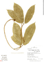 Psiguria triphylla (Miq.) C. Jeffrey, Peru, R. B. Foster 11816, F