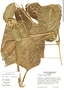 Image of Stromanthe palustris