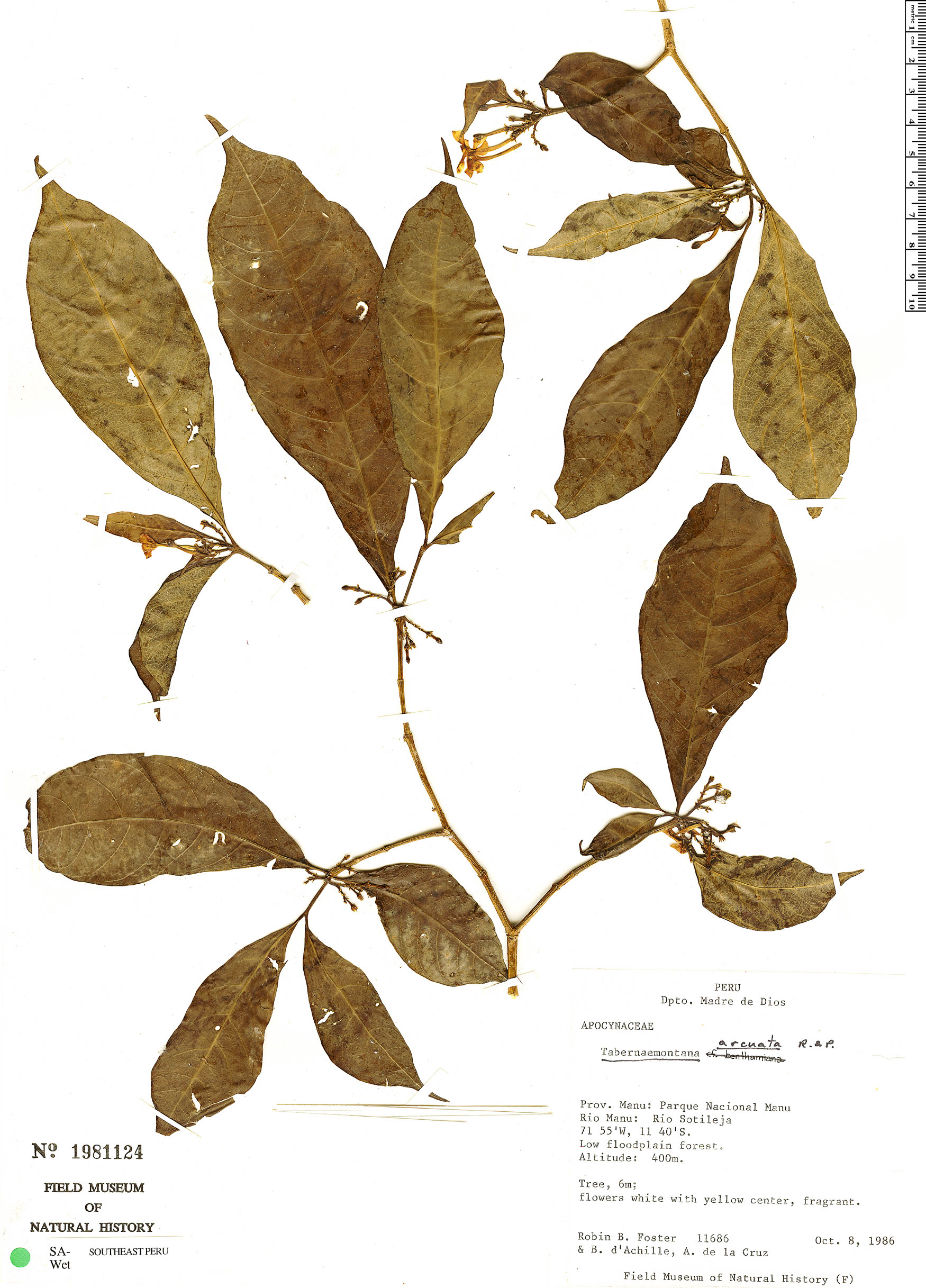 Tabernaemontana vanheurckii | Rapid Reference | The Field Museum