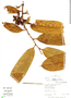 Guatteria brevicuspis R. E. Fr., Peru, R. B. Foster 11666, F