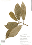 Dorstenia peruviana, Peru, R. B. Foster 12176, F