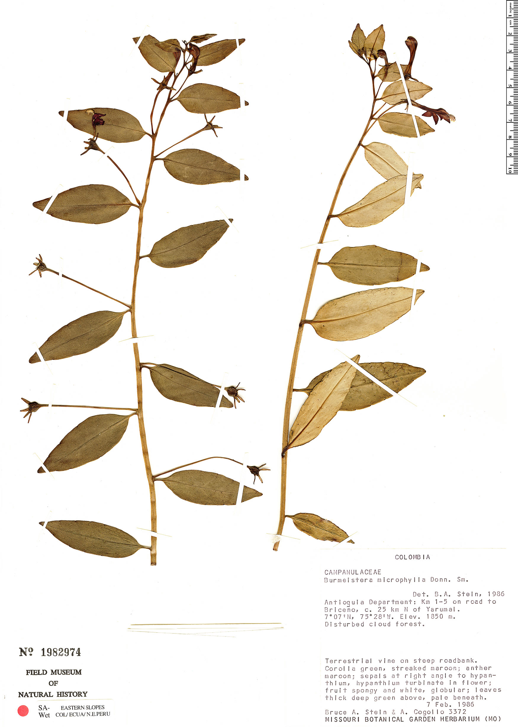 Espécimen: Burmeistera microphylla