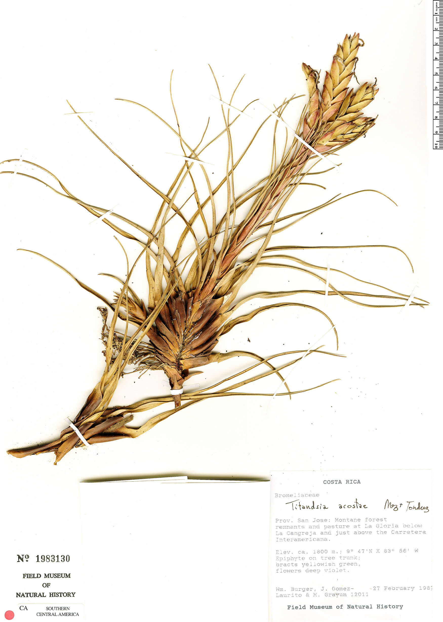 Tillandsia rhomboidea image