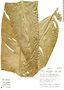 Heliconia clinophila image