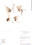 Crassula venezuelensis (Steyerm.) Bywater & Wickens, Peru, D. N. Smith 10414, F