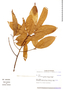 Endlicheria anomala (Nees) Mez, Ecuador, L. B. Holm-Nielsen 19908, F