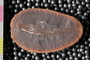Mazon Creek Fossil